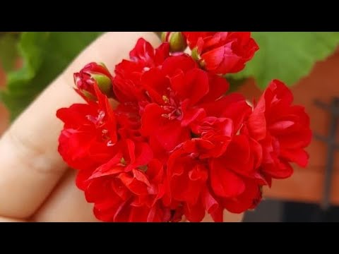 Video: Sardunyalar Neden çiçek Açmaz Ve çiçeğe Yardım Etmek Için Ne Yapmalı?