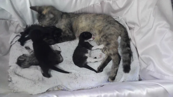 Watch the video about FROM THE DAYS WHEN NEVA THE CAT FEED HER KITTENS ( WHEN KITTENS WAS EIGHTEEN DAYS OLD)