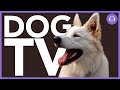 Entertaining DOG TV for Stressed, Bored or Depressed Dogs! Virtual Dog Walking Video