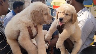 Chennai Pet Market | Part 2 | Dogs @ Low price | Best Quality