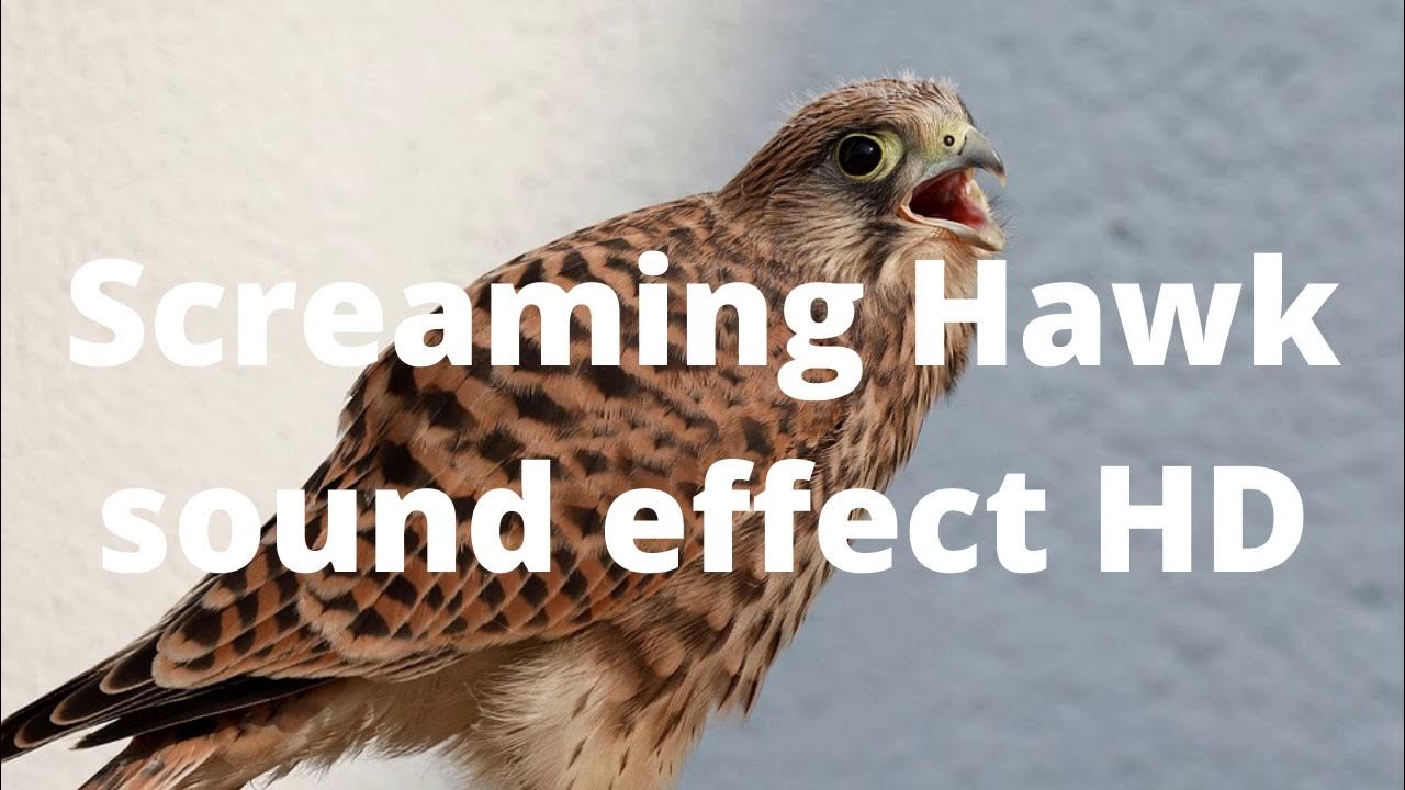Screaming Hawk sound effect HD YouTube