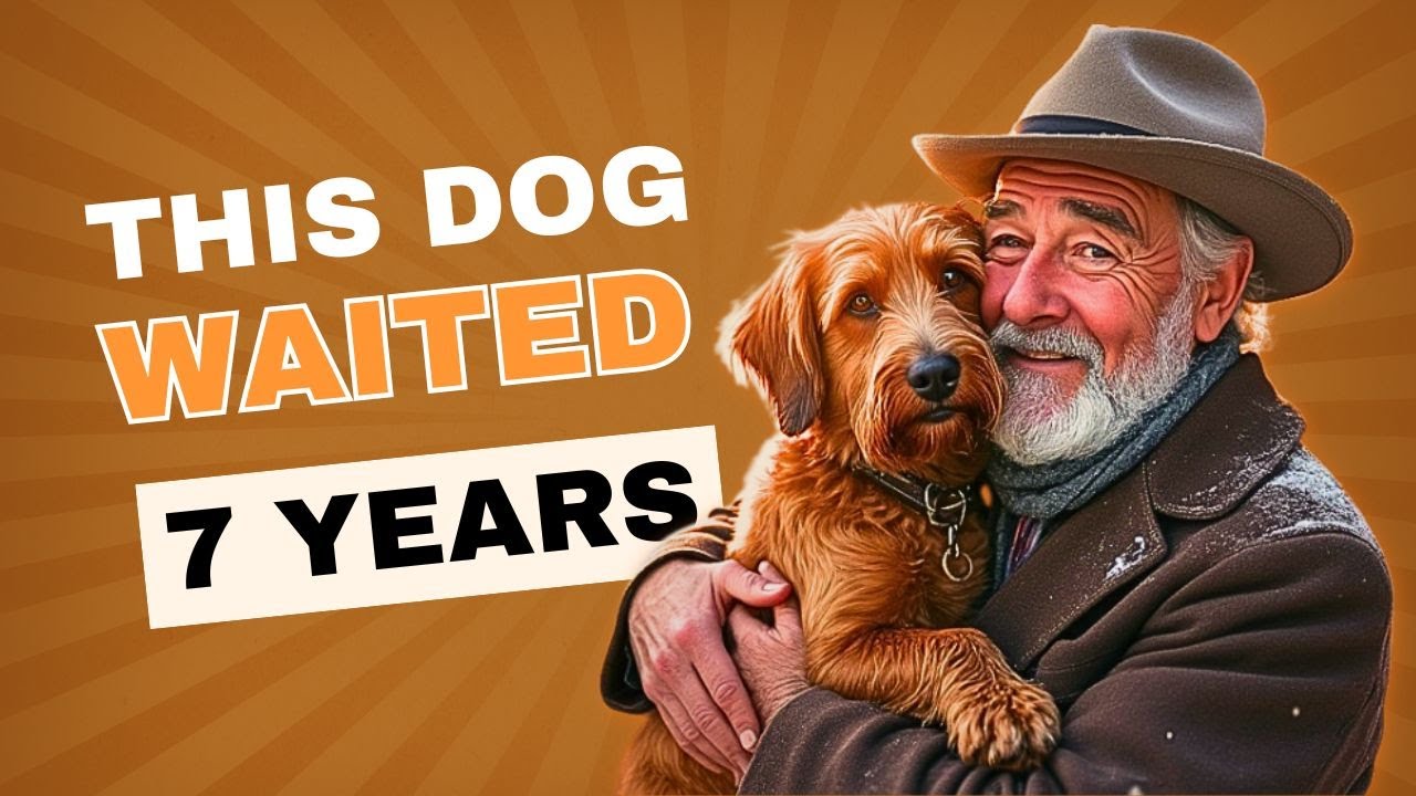 This Dog Waited 7 Years for His Owner. The REASON