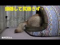 誰も盗らないのに一生懸命盗られないようにおやつを食べる柴犬