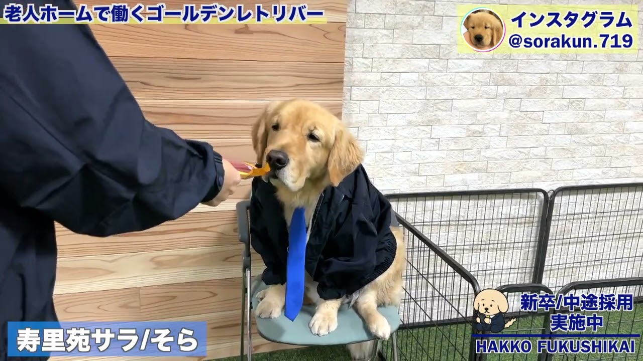 13秒でサクッと！】イスに座ってボーナスを受け取るそらくん！ - YouTube