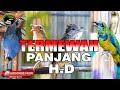 MASTERAN TERMEWAH  PANJANG FULL HD DI MUKA BUMI COCOK UNTUK SEMUA JENIS BURUNG KICAU !!