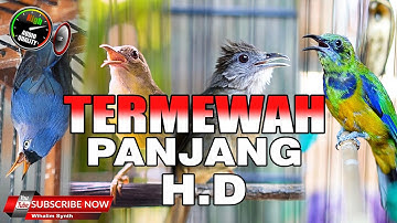 MASTERAN TERMEWAH  PANJANG FULL HD DI MUKA BUMI COCOK UNTUK SEMUA JENIS BURUNG KICAU !!