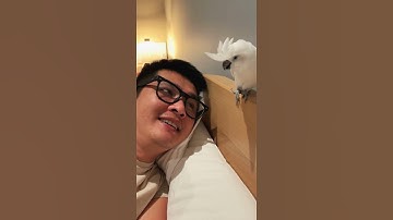 🦜 Con Vẹt Biết Nói Câu Chuyện Đêm Khuya Sợ Ma 👻 #vetbietnoi #vet #videoviral #viral