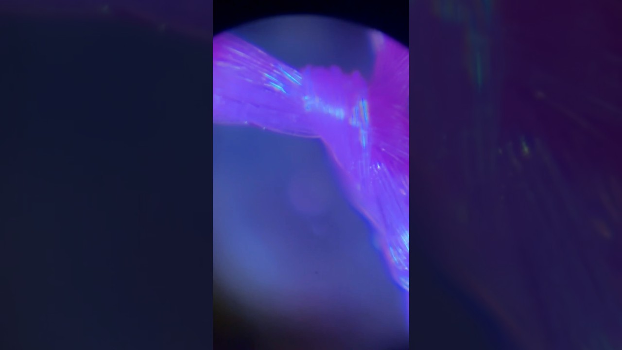 Exploring the Micro-World: Unboxing the Carson MicroFlip Microscope | Educational Fun for Kids