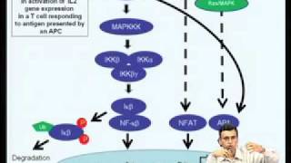 ⁣Mod-05 Lec-18 Regulation of gene expression by Protein Kinase C