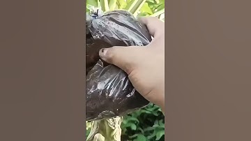 Simple Smart Trick: Easy Grafting Process Using Simple Tools #shorts