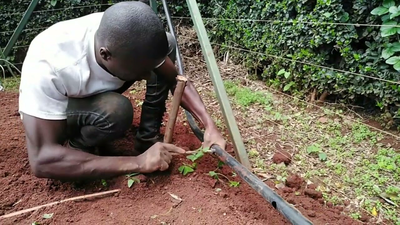 How to install Drip Irrigation