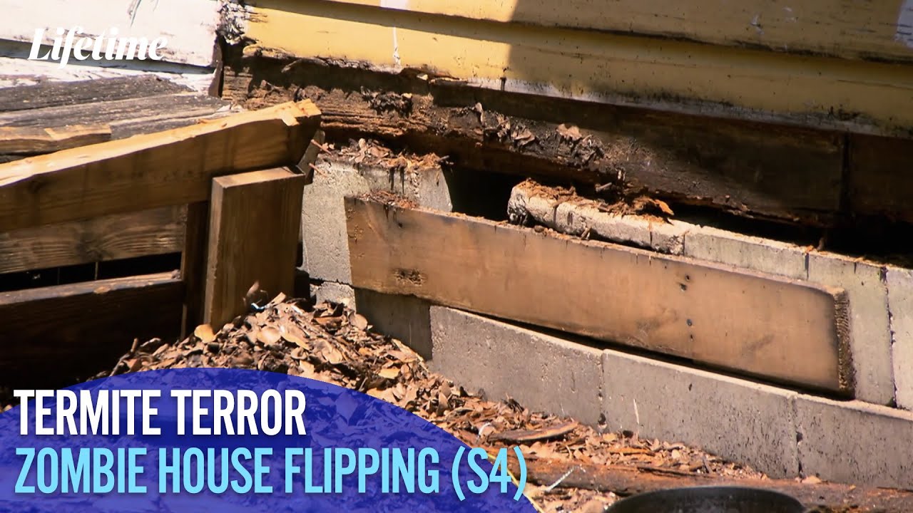 Zombie Infested Building Buying a House Infested with Termites | Zombie House Flipping (S4 ...