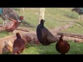 Paraíso das Aves Exóticas no Rota Agrícola