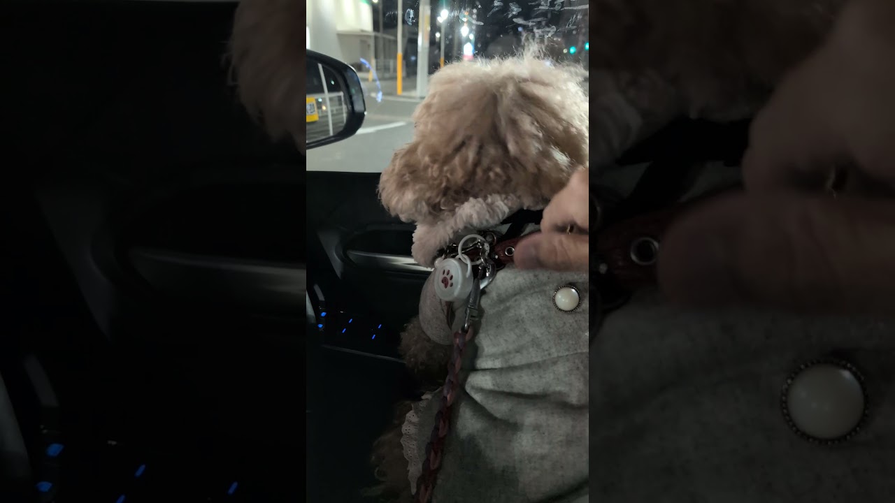 かぁしゃんまだかなぁ～#トイプードル #おパンツカット #shorts
