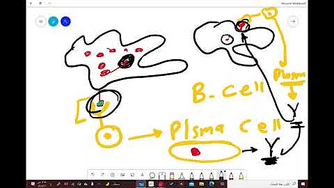 Macrophage, B-lymphocyte, Plasma cell, and Mast cell