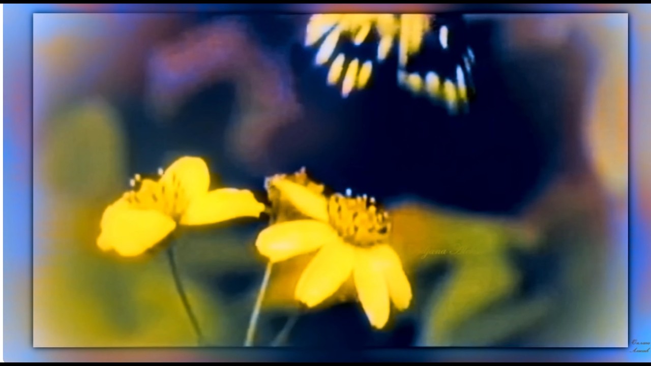 Tango de la Noche - Wayne Jones