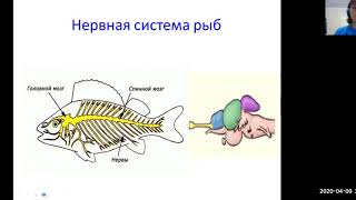 Урок 7 класс \