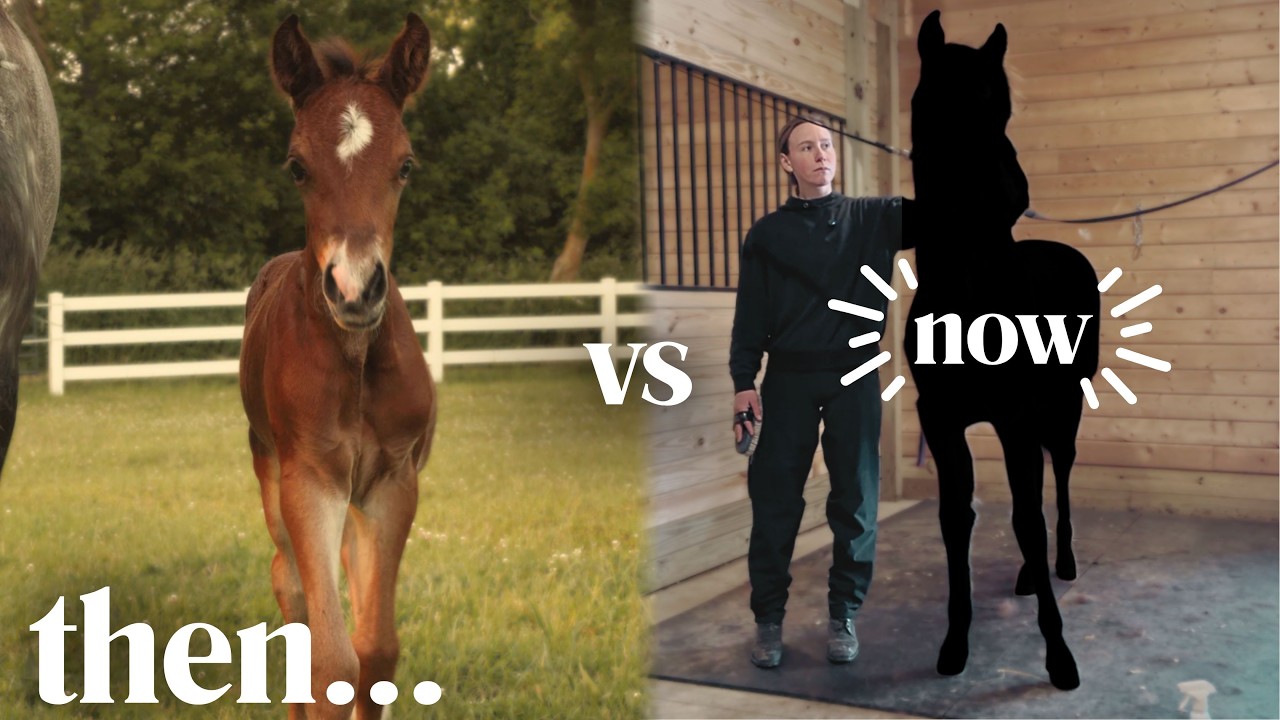 UPDATE on my Foal | future plans with Teddy