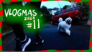 POODLE VLOGMAS 2023| How I walk my Toy Poodle in the Morning