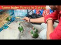 How to Tame baby parrots in 3 simple steps | Pahadi Tote ke bacche ko tame kaise kare