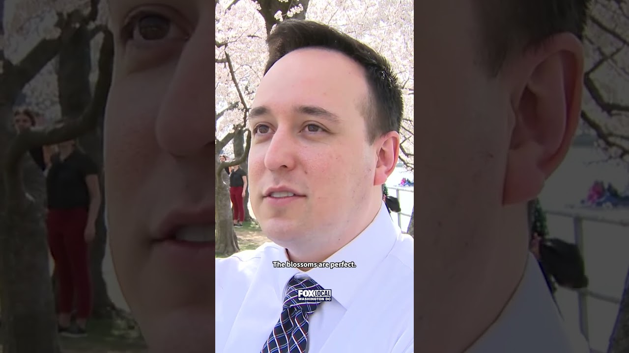 DC cherry blossoms reach peak bloom