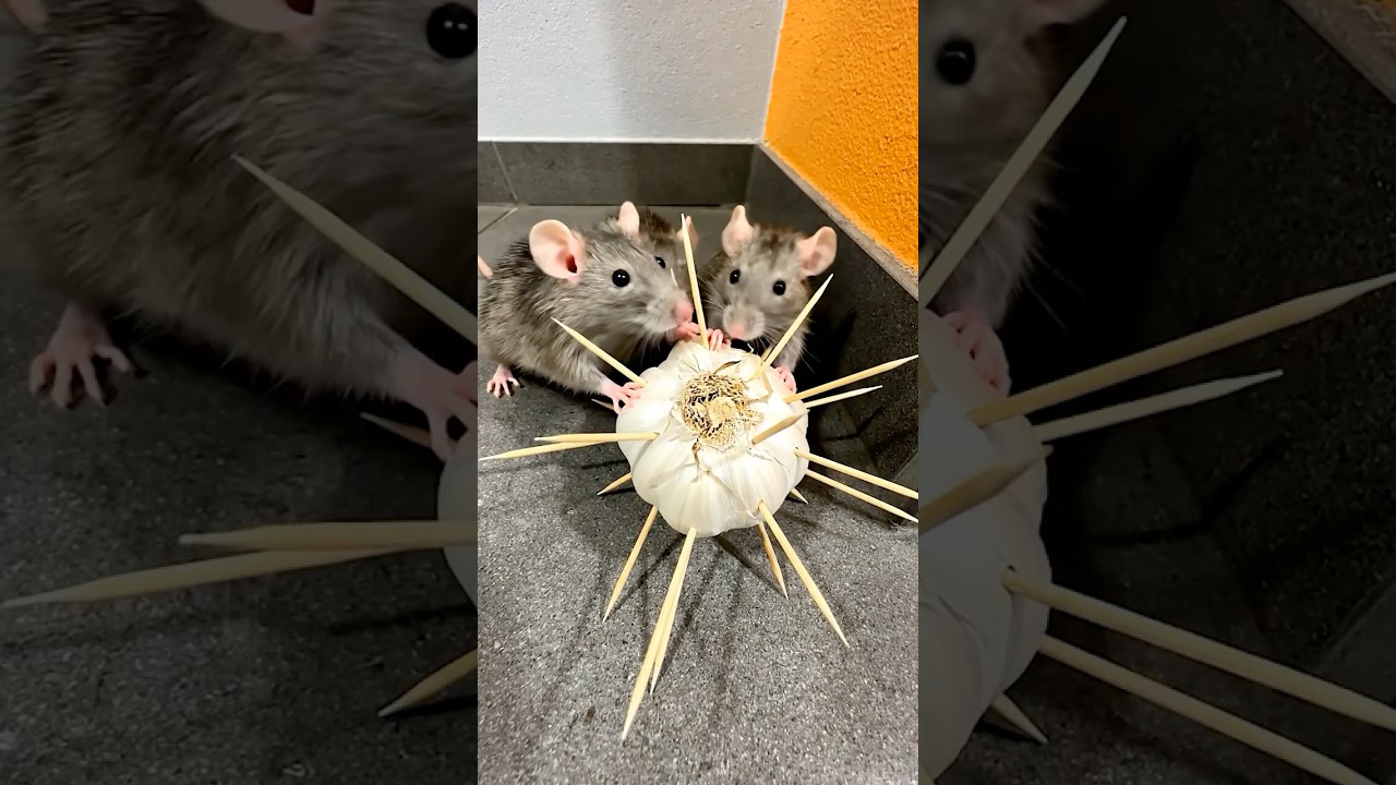 Mäuse hassen diesen Geruch – mein Haus ist völlig nagetierfrei