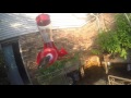 Hummingbird Dont fly away