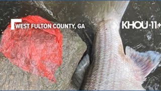Thousands of fish found dead after storms hit Georgia river