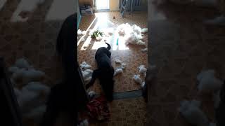 Виноватые собаки ПРОВИНИЛИСЬ, накосячили | guilty dogs funny Виноватые собаки ПРОВИНИЛИСЬ, накосячили | guilty dogs funny