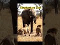 ELEPHANT VS LION. #lion #elephant #safari #wildlife #wild #viralvideo #viral