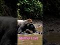 Mother❤️and save her baby #shorts #love #naturelovers #cuteanimals #viral #fyp #global #worldwide