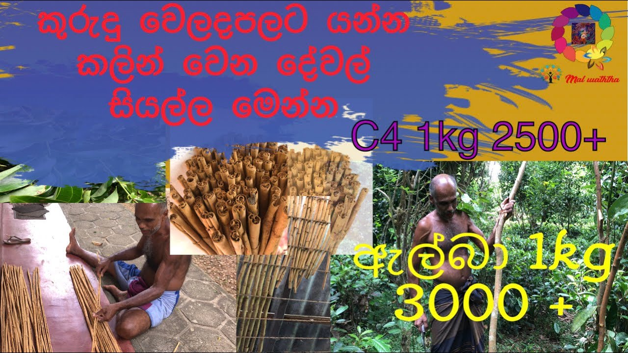 කුරුදු කැපීම හන්දි කිරීම කුරුදු ඇඹරීම සම්පුර්ණ විස්තරය  | Cinnamon harvesting | malwaththa