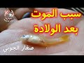 سبب موت أسماك الجوبي الصغيرة بعد الولادة 