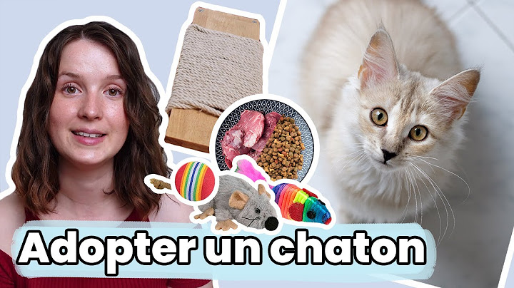 Everything You Need To Have Before You Adopt A Kitten !!