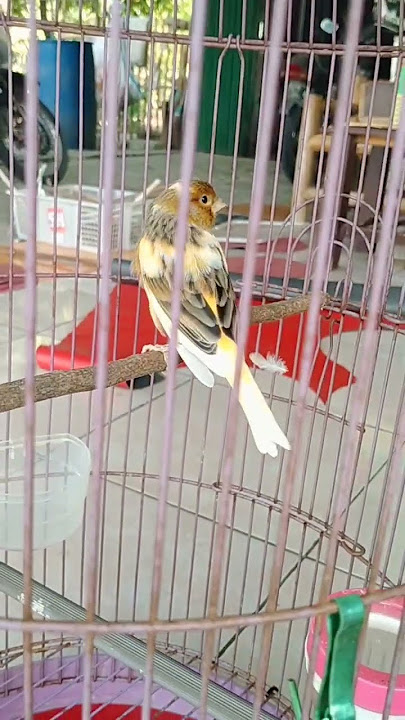 UNBOXING THE COLORED CANARY BIRD