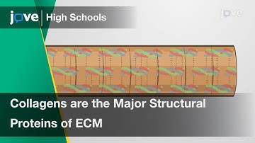 Collagens are the Major Structural Proteins of ECM | Cell Bio | Video Textbooks - Preview