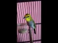 Mengenal Burung Pleci Kartun: Pesona Miniatur yang Menggemaskan di Indonesia