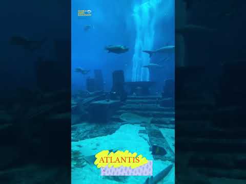 The Lost Chambers, Atlantis Aquarium Dubai. #atlantis #aquarium #dubai