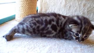 F1 Bengal BOY (Available - 3 weeks old) by TecSpot 276 views 5 years ago 50 seconds