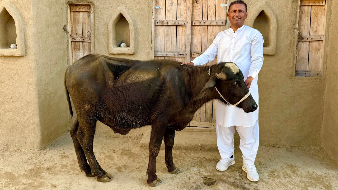 Целый бык на пару | Целая говядина | 3 часа запекания целого буйвола в тандыре