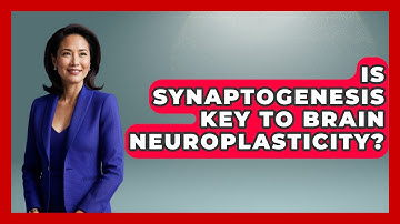 Is Synaptogenesis Key To Brain Neuroplasticity? - Brain Development Hub