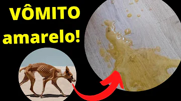Quando o cachorro vomita um líquido amarelo o que pode ser?