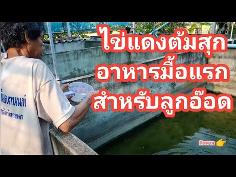 วิธีให้อาหารลูกอ๊อดอายุ 3 วันด้วยไข่แดงต้มสุก#อาหารลูกอ๊อดอายุ 3 วัน#วิธีเพาะพันธุ์กบep18/64