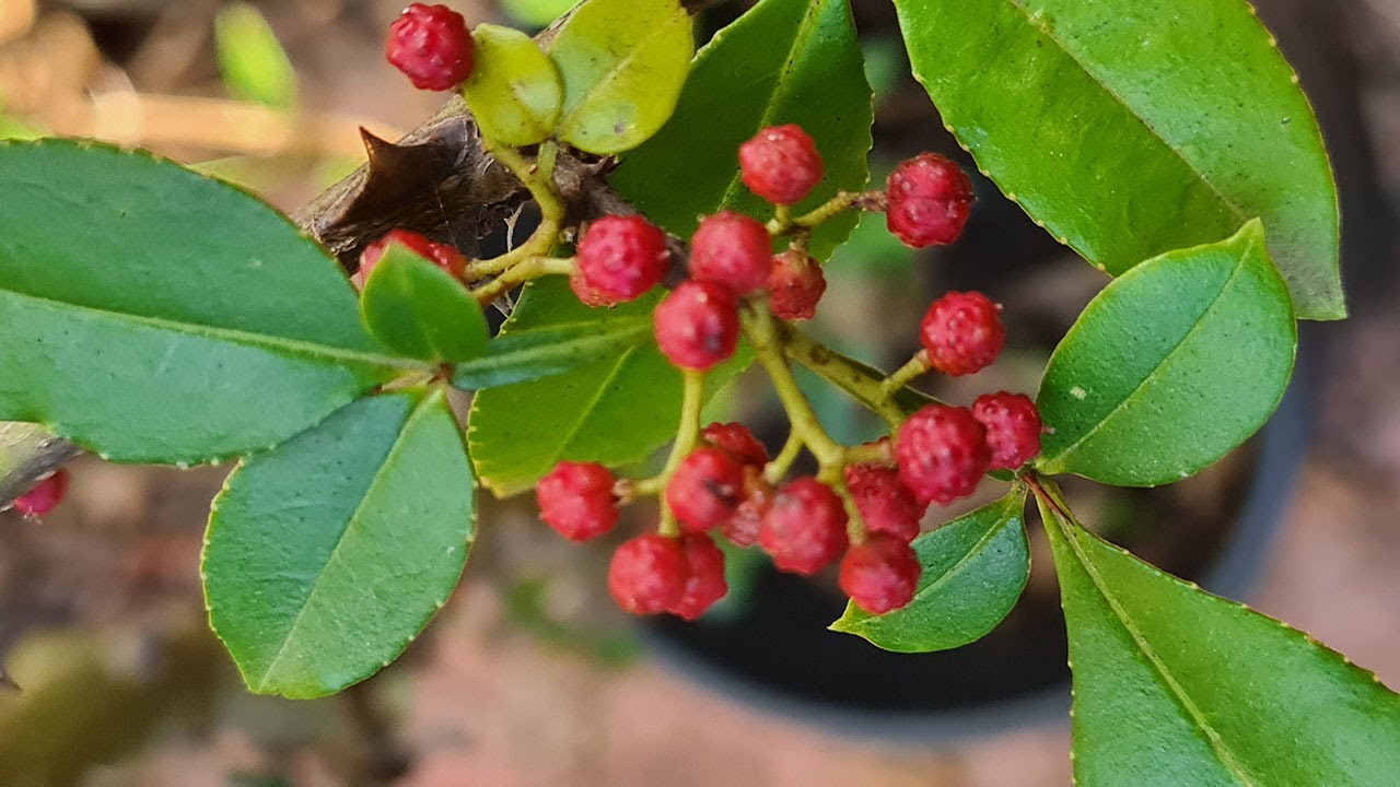 BIBER - gaji se tako lako!