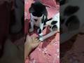 আমি কামলে দেব😖#shorts #catvideo #petlover #hellochiko #chiko #funnycat #animallovers
