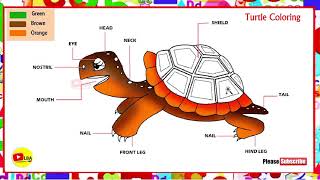 Turtle Coloring Pages LearnByArts