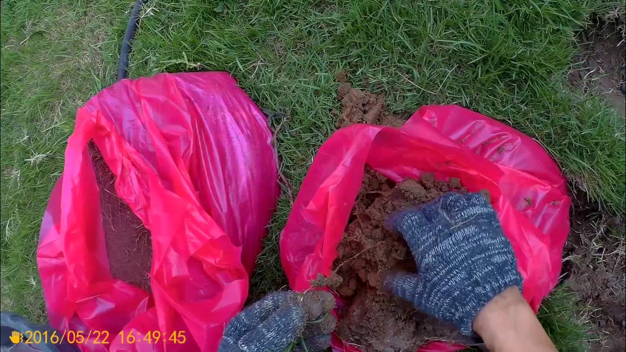 วิธีกําจัดศัตรูพืช หญ้าแห้วหมู ไม่ใช้สารเคมี ผล 100 How to remove nut