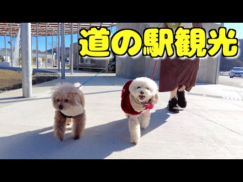 【保田小学校】帰宅前に道の駅を観光したら引き続き楽しそうでした!【トイプードル】