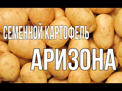 Аризона Сорт Картофеля Описание Характеристика Фото