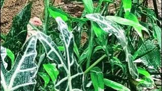 Suasana hujan 🌧️ @HujanRomantis #hujan #suarahujan #suasanahujan 